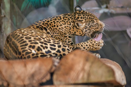 A Leopard Licking Its Paw