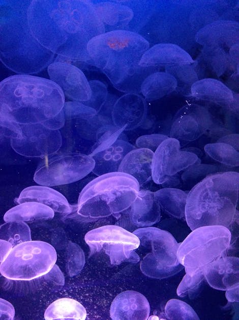 Free stock photo of jellyfishes, sea