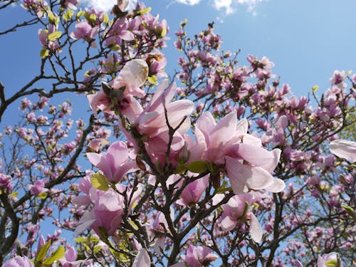 Gratis arkivbilde med magnolia