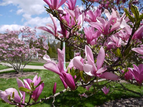 Gratis arkivbilde med magnolia