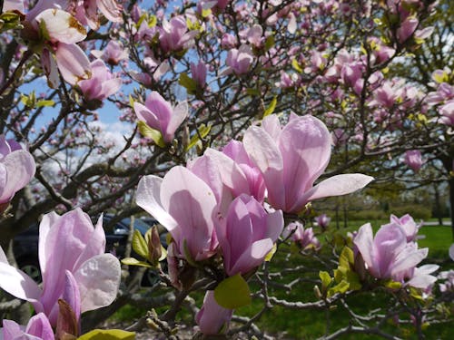 Free stock photo of magnolia Stock Photo