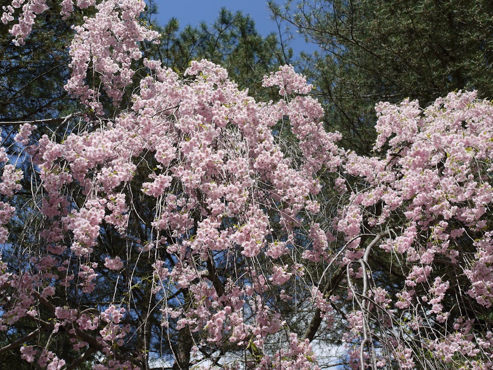 Gratis arkivbilde med kirsebærblomster