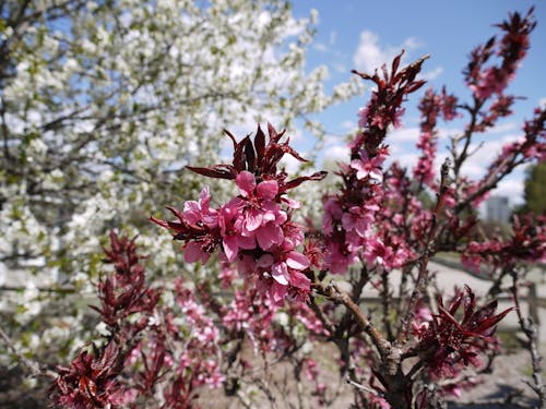 Gratis arkivbilde med kirsebærblomster