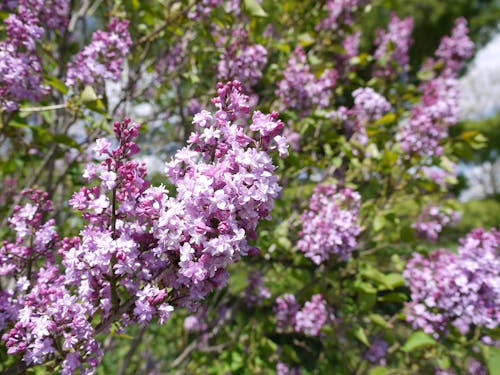 보라색 꽃의 무료 스톡 사진