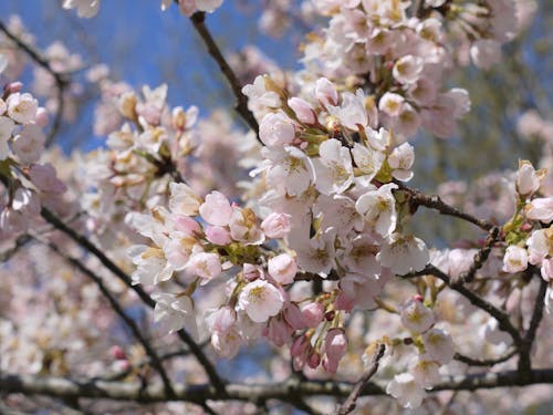 Gratis arkivbilde med kirsebærblomster