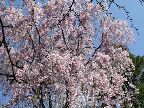 Free stock photo of cherry blossoms Stock Photo