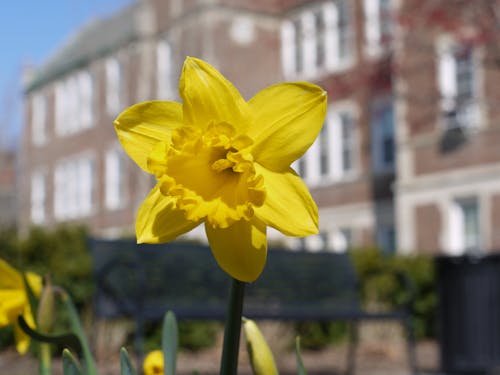Free stock photo of daffodil Stock Photo