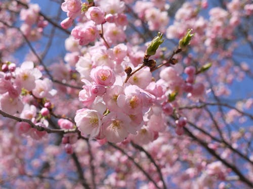 벚꽃의 무료 스톡 사진