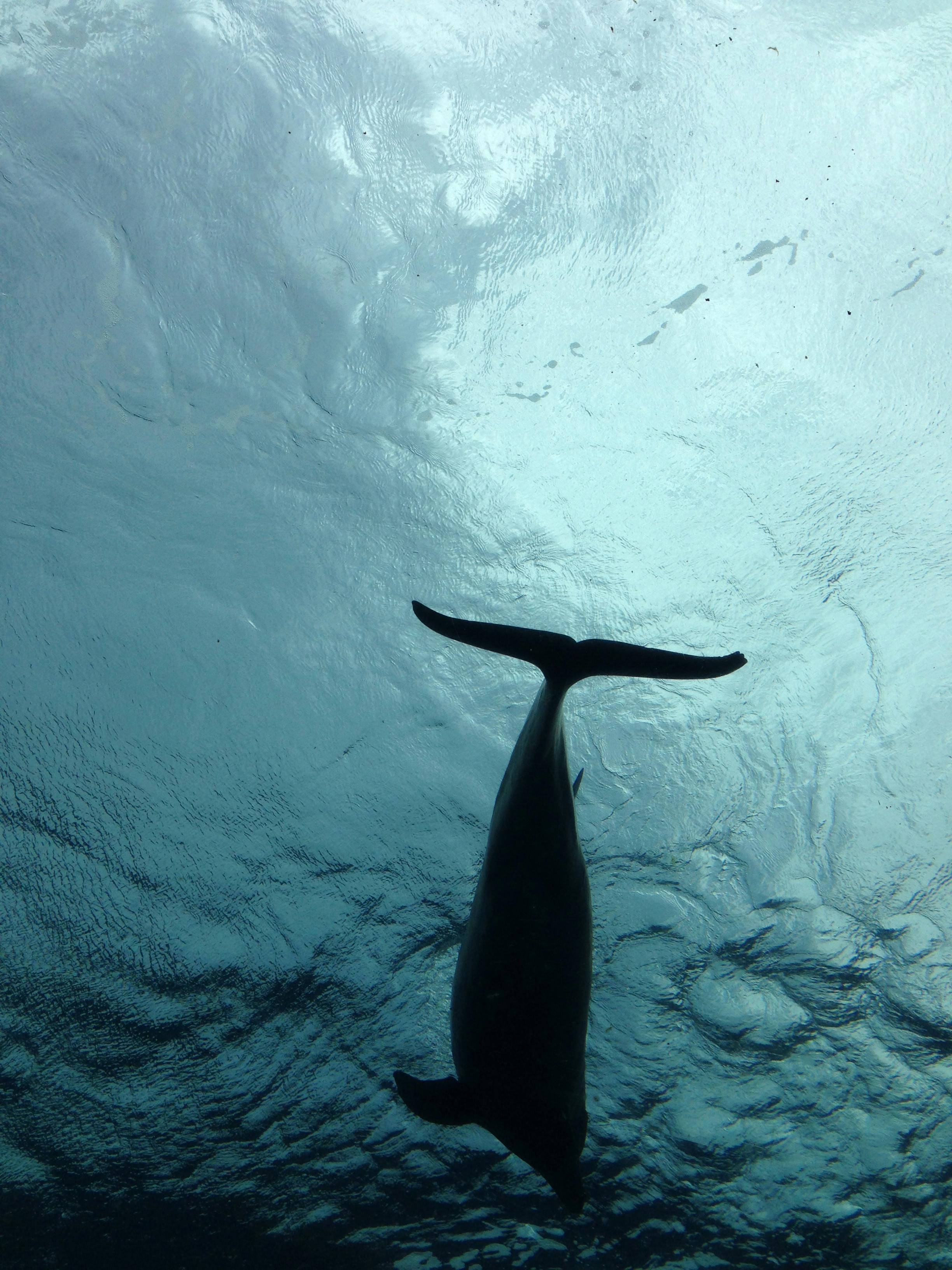 Free stock photo of #dolphin