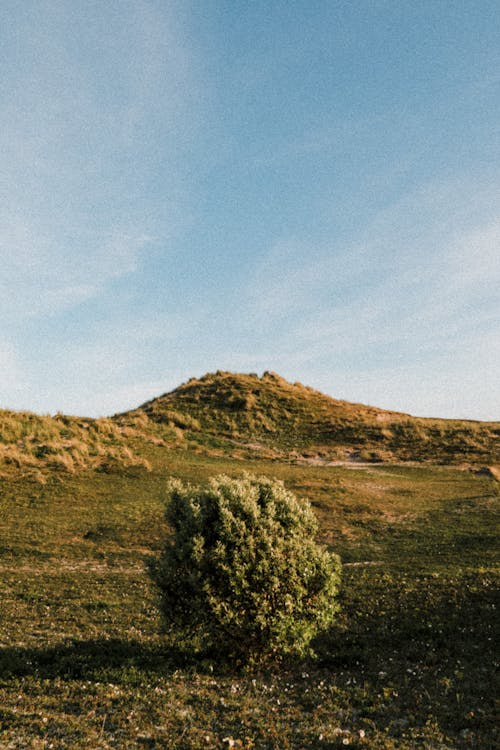 Bush growing near hill in nature