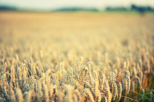 Ripe wheat growing in field