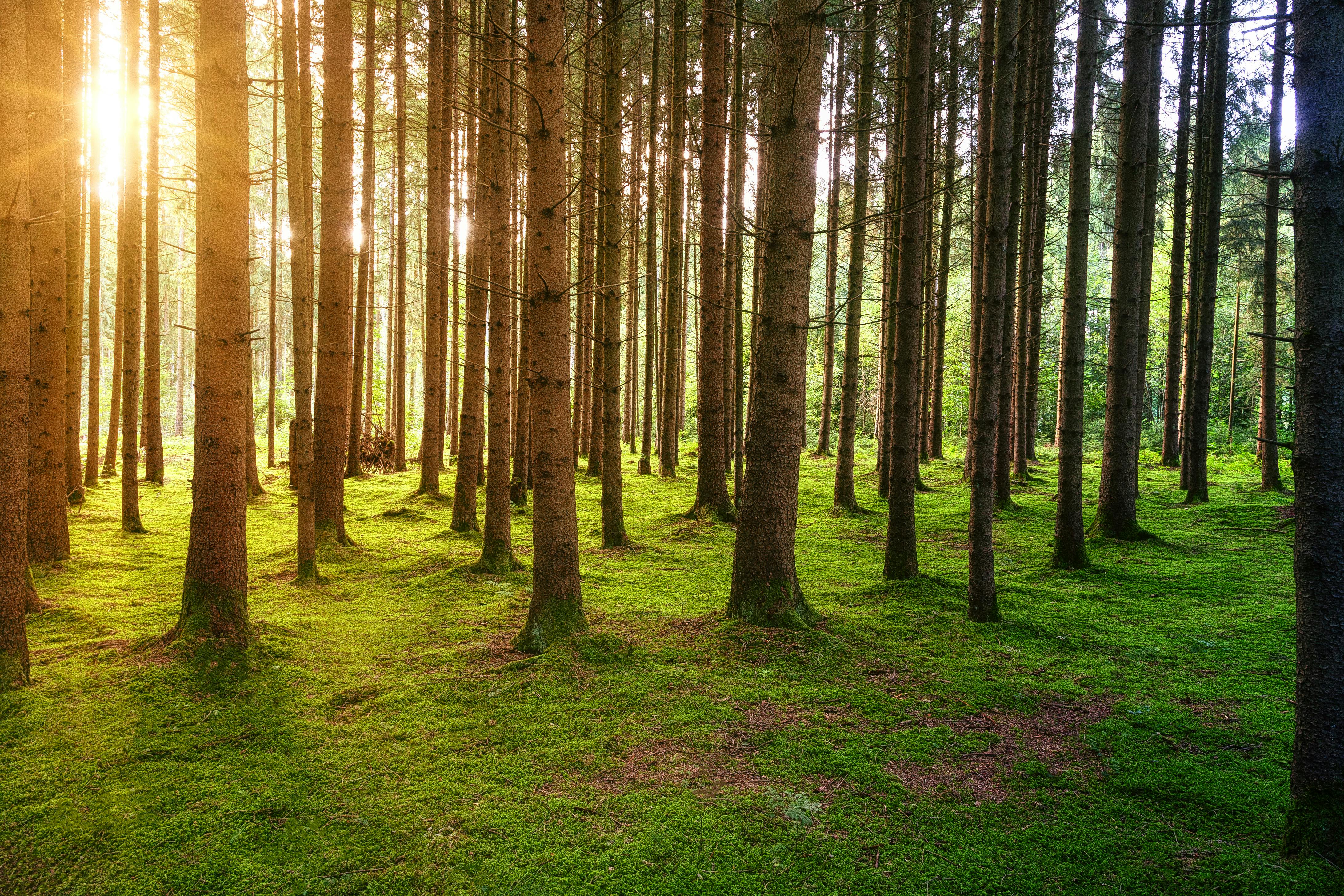 sunlight on trees