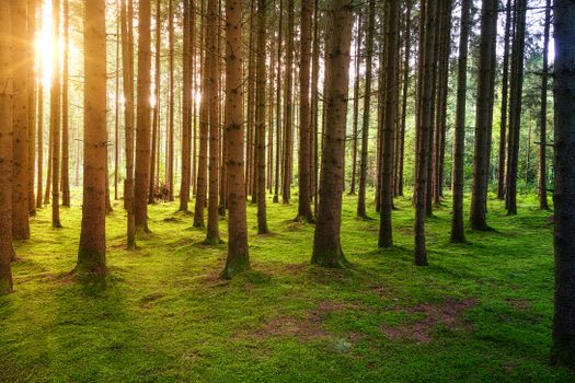 Bright evening sun shining behind tree trunks during sunset in summer forest in nature