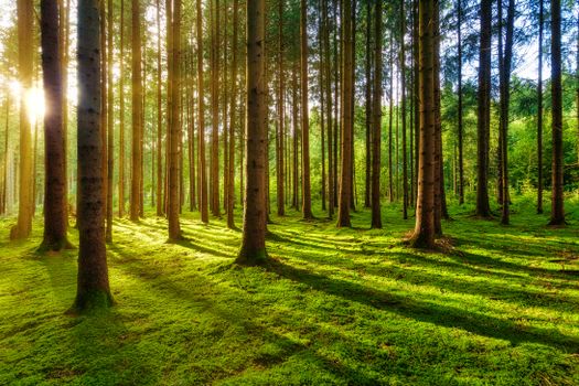 Bright morning sun illuminating tree trunks and grassy clearing during dawn in summer in forest