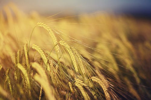 Free Spikelets of ripe wheat growing on blurred background of field in evening in countryside Stock Photo