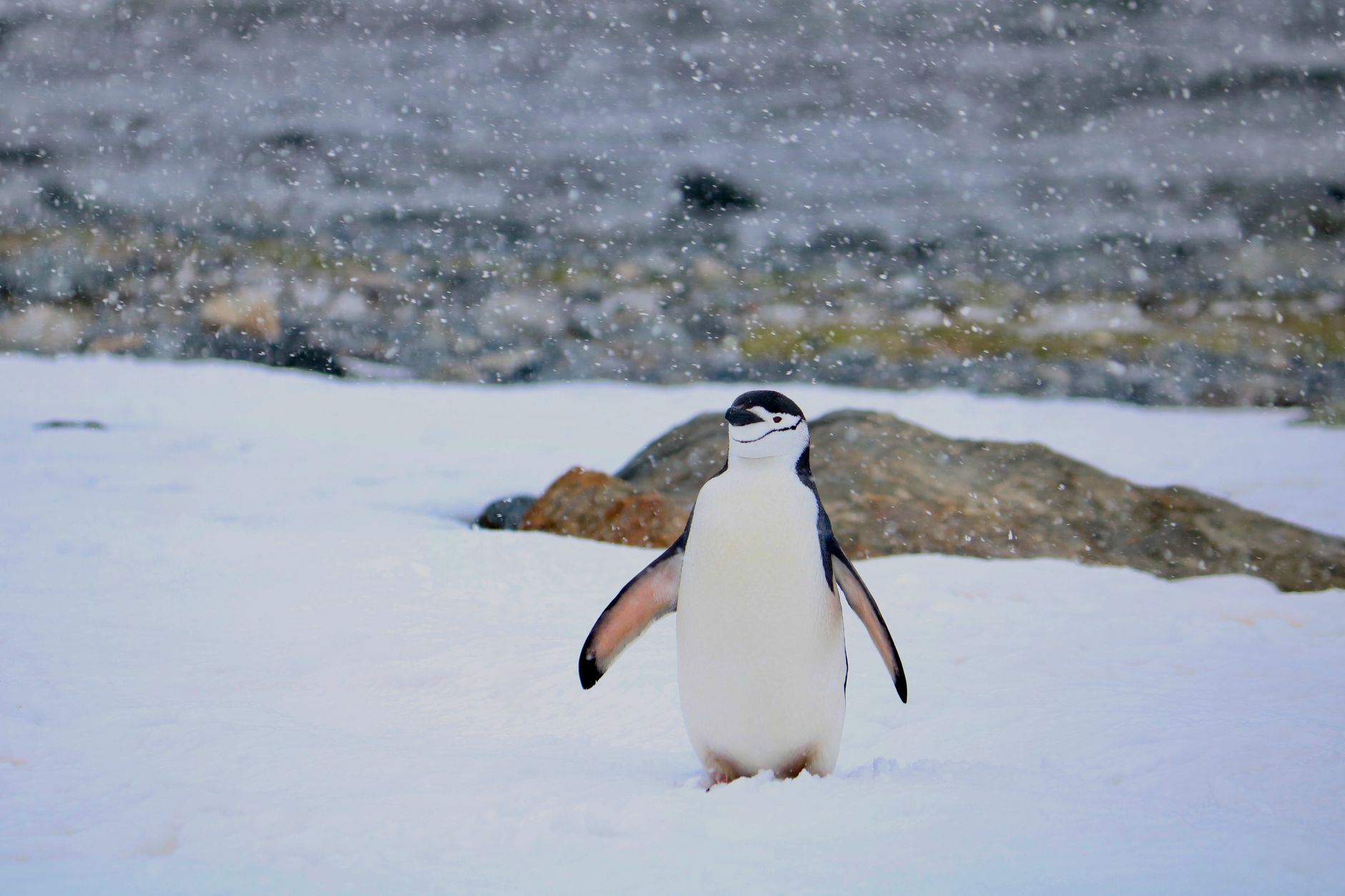Kar ve kayalık zeminde çene kayışlı penguenler
