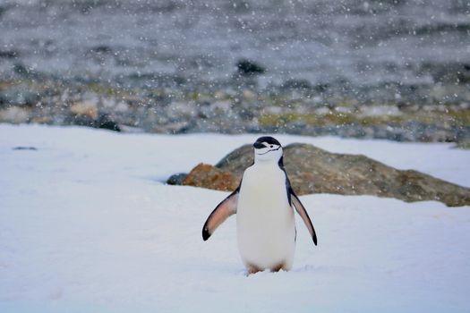 Zodiac landing with naturalist — Antarctica