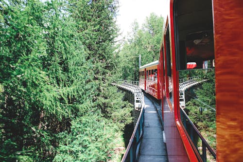 Train riding on railroad in green forest