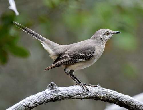 Side view of small gray Northern Mockingbird sitting on tree twig in nature
