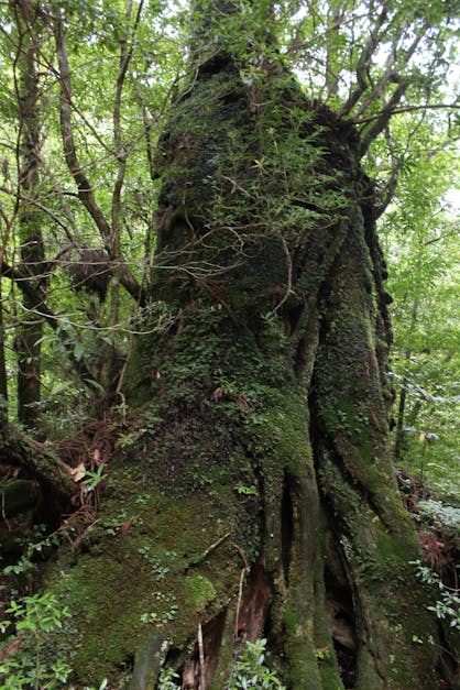 Free stock photo of cedar, tree