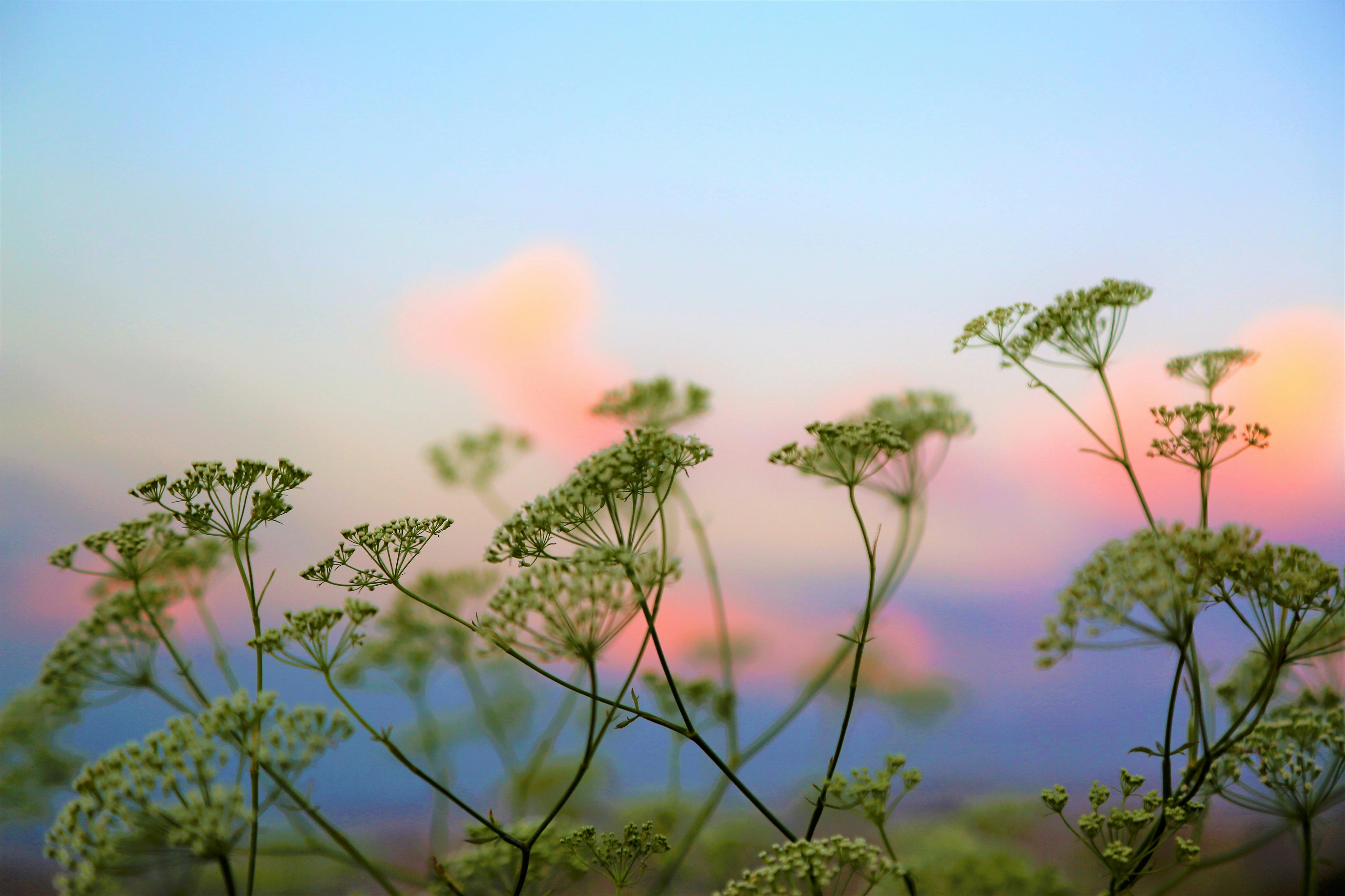 Green Plants Under Blue Sky · Free Stock Photo