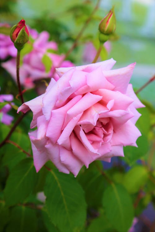 Close-up of Pink Rose 