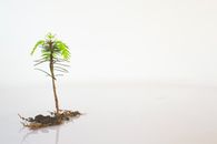 一张极简主义图像中，云杉幼苗在白色背景下展现
