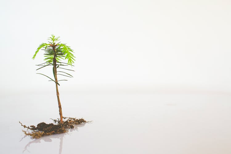 Small Tree Seedling Isolated On White Background