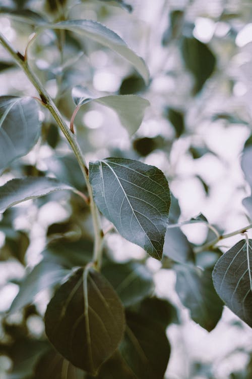 Free Green Leaves in Tilt Shift Lens Stock Photo
