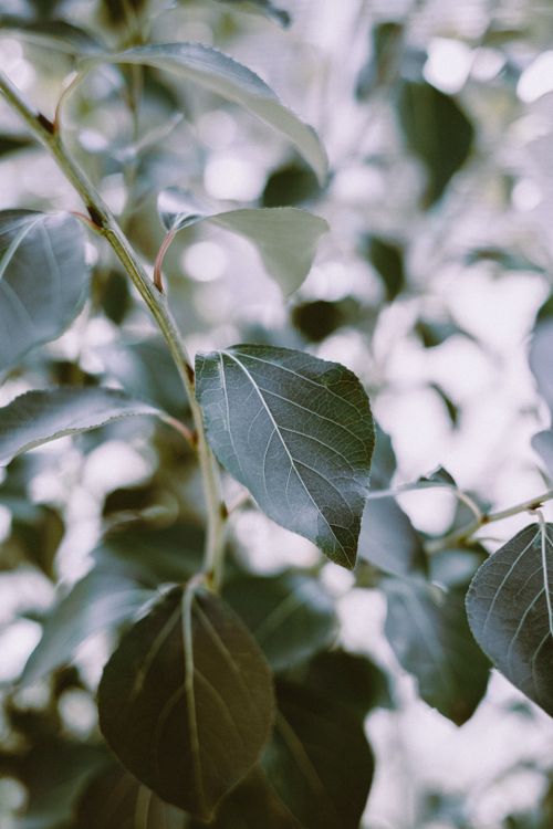 Free A serene close-up of dark green leaves with visible veins, emphasizing natural beauty and texture. Stock Photo