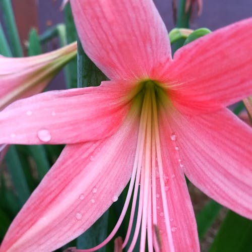 Gratuit Imagine de stoc gratuită din a închide, botanic, colorat Fotografie de stoc