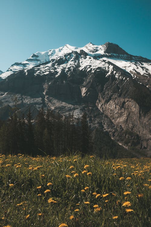 Gratis stockfoto met berg, besneeuwde berg, bloemen