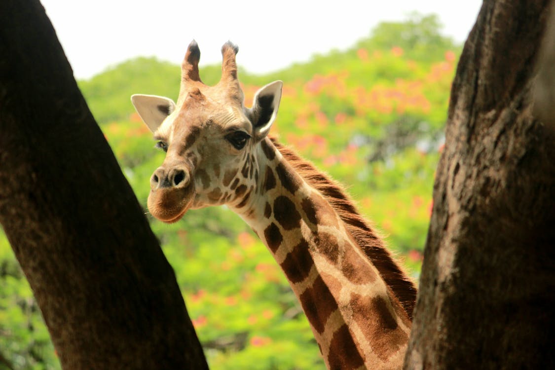 Free stock photo of animal, giraffe, photography