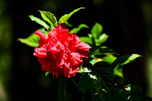 Free stock photo of background, beautiful flower, flower