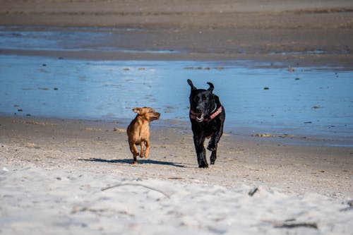 개, 달리는, 여름의 무료 스톡 사진