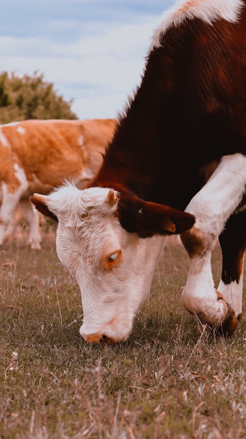 Photo of Cow on Green Grass Field