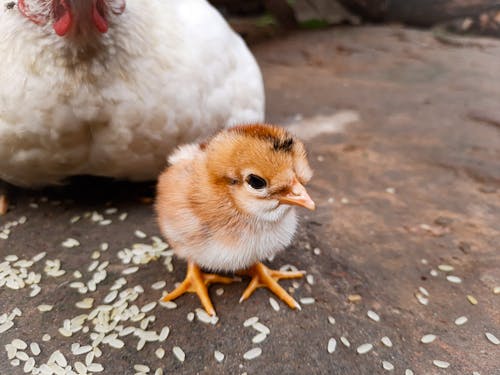 Close-Up Photo of a Cute Chick