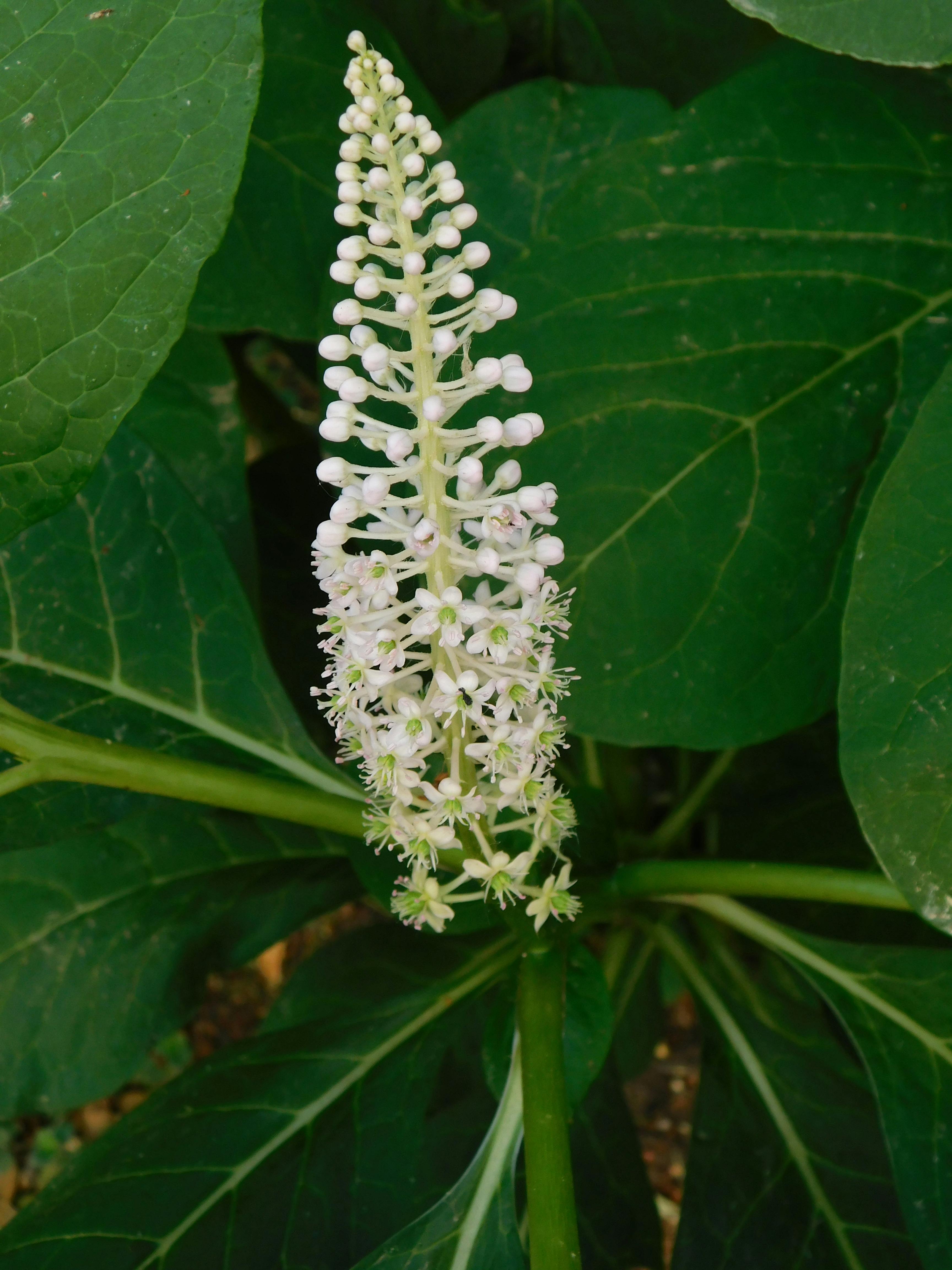 Medical grade home insemination syringe selection and design comparison