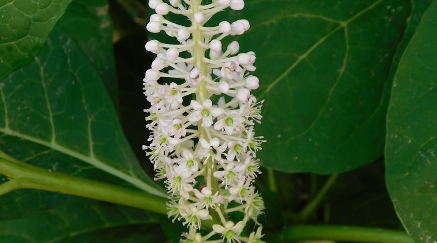 Medical grade home insemination syringe selection and design comparison