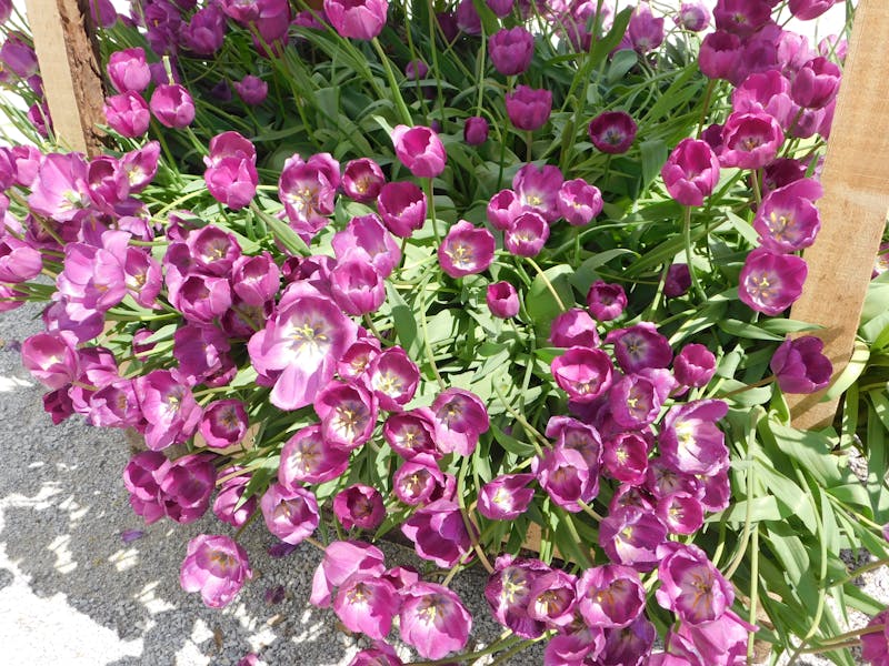 Male factor infertility assessment for ICI suitability