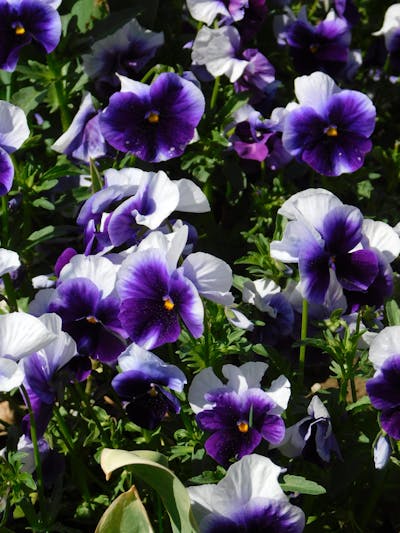 Solo parent family celebrating important milestones