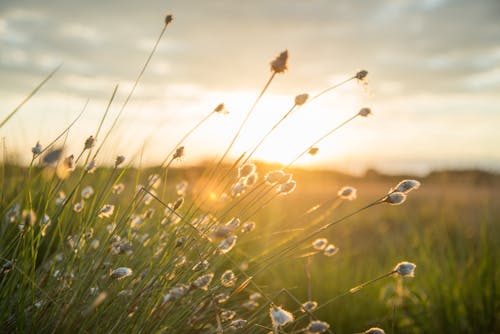 Darmowe zdjęcie z galerii z flora, kraj, krajobraz