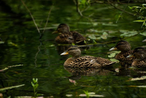 Flock of Brown Ducks on Water