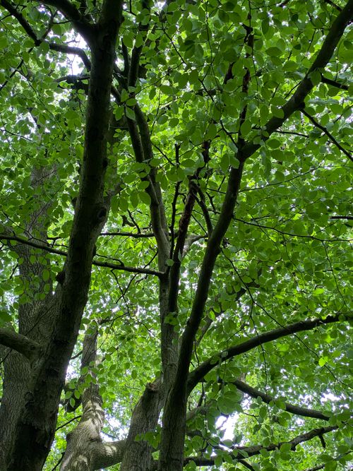 Free Vibrant green tree canopy with light filtering through in a serene park setting. Stock Photo