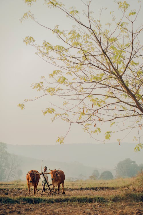 Foto stok gratis agrikultura, alam, bidang