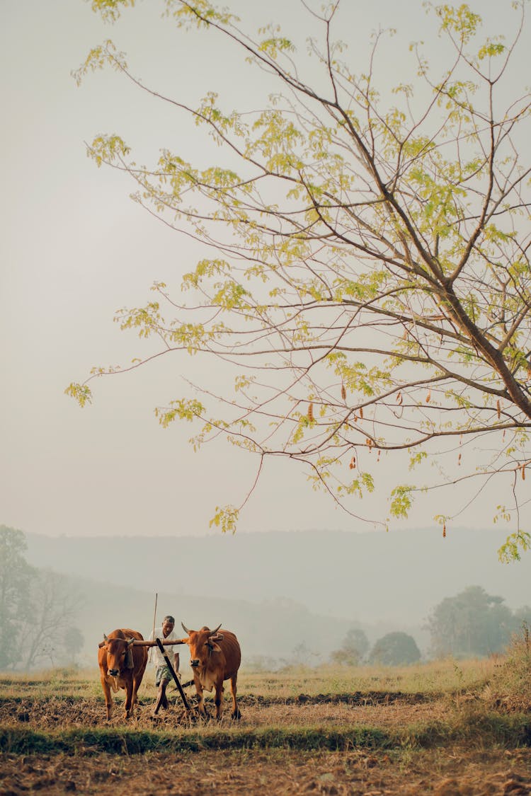 Farmer Plowing The Field With Oxes