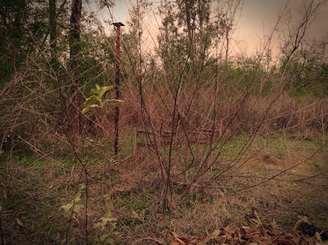 Rusty chairs in a dry, overgrown forest at sunset, capturing a sense of decay and isolation.