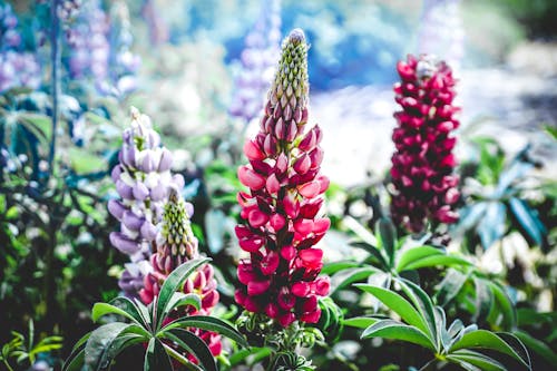 Purple and Pink Flowers