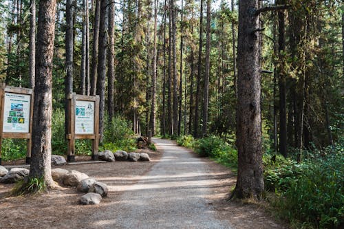 Free A Hiking Trail in the Middle of the Forest Stock Photo