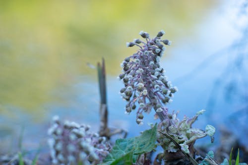 Foto d'estoc gratuïta de bokeh, el poderós apertura, flor